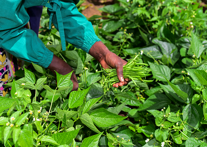 Traceable quality - managed at every stage, from seed to shelf