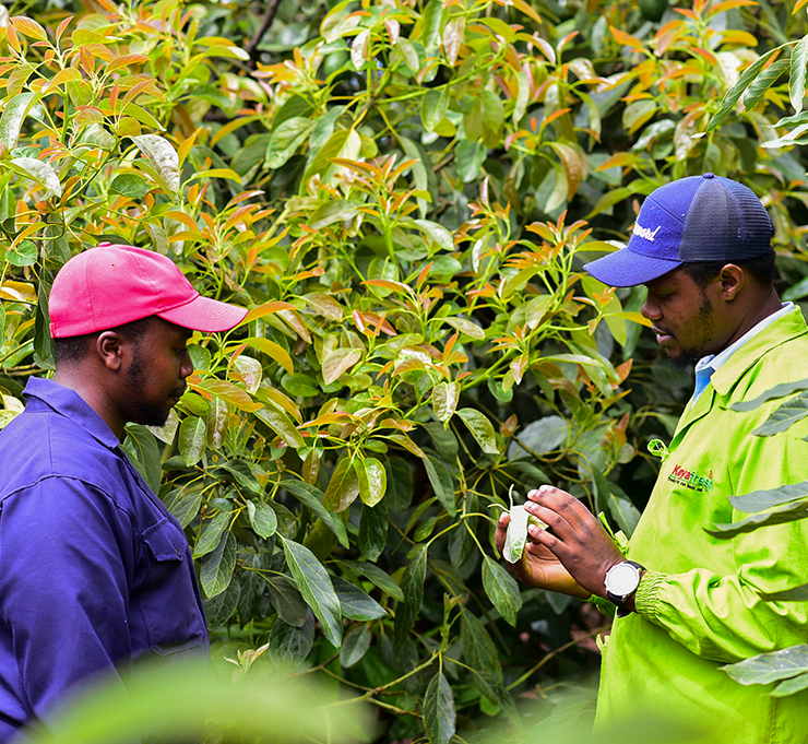 sustainable-farming-kenya-fresh-produce-exporters